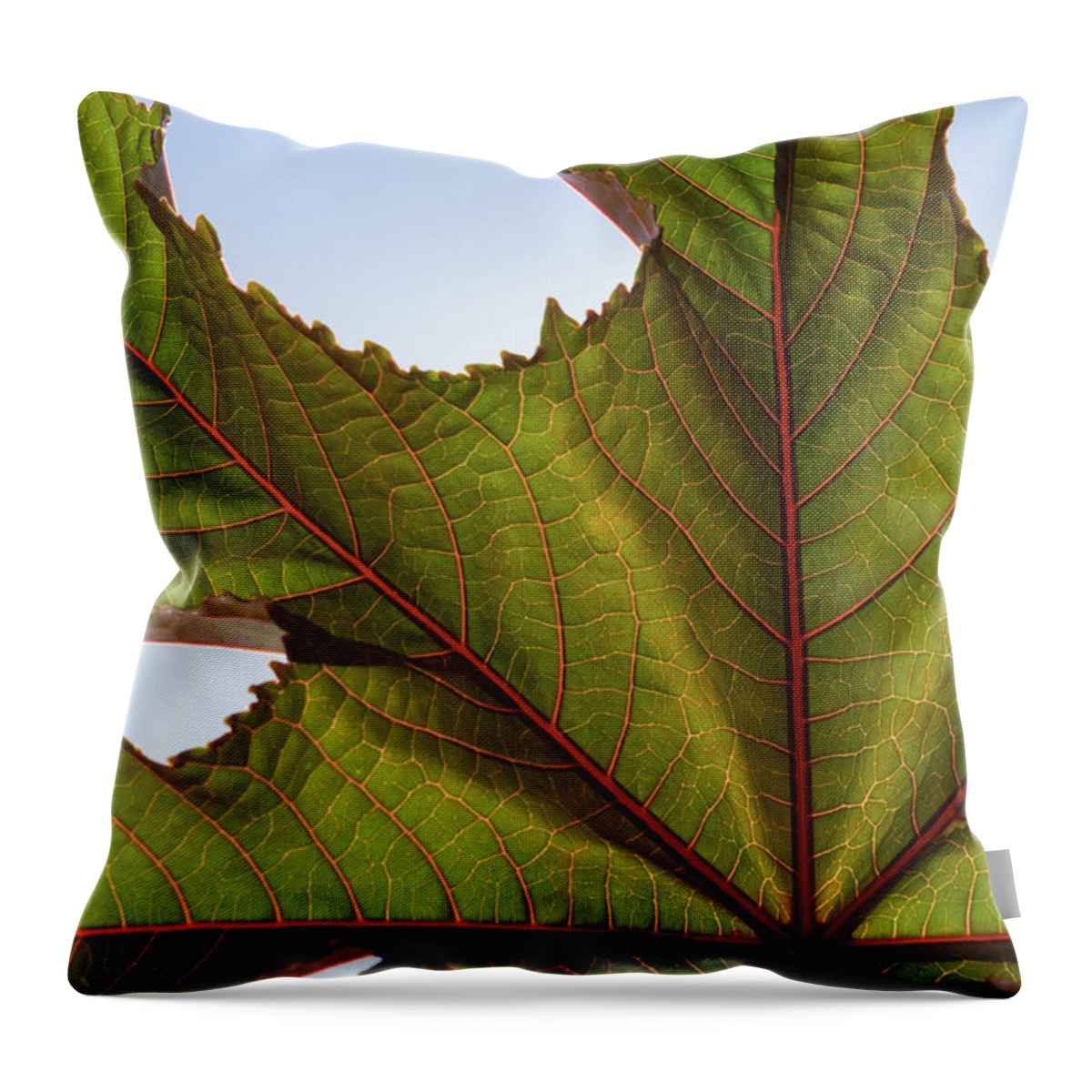 Leaf Throw Pillow featuring the photograph Green leaf and its pink veins by Adriana Mueller