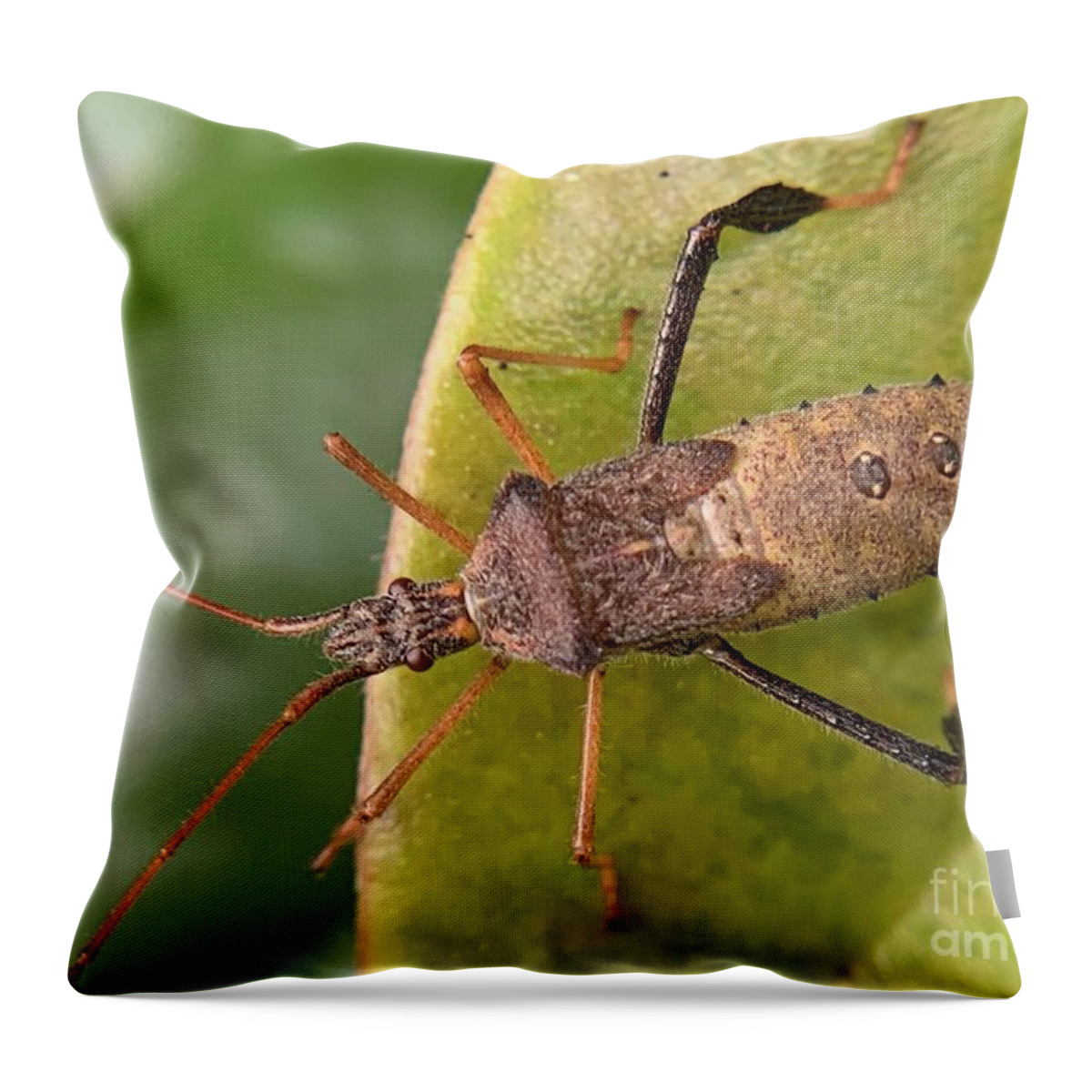 Insect Throw Pillow featuring the photograph Leaf Footed Bug on Magnolia by Catherine Wilson