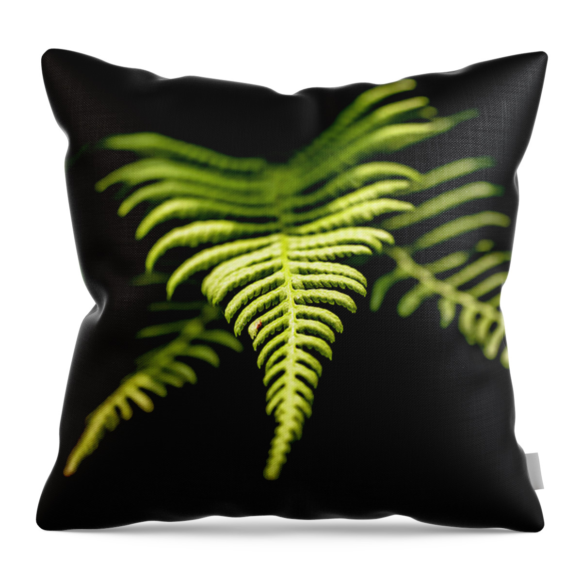 Plant Throw Pillow featuring the photograph Leaf of a fern by MPhotographer