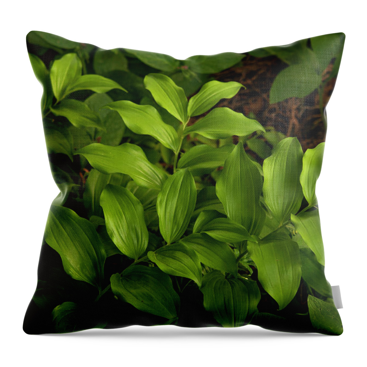 Jenny Rainbow Fine Art Photography Throw Pillow featuring the photograph Leaves of Whorled Solomons Seal by Jenny Rainbow