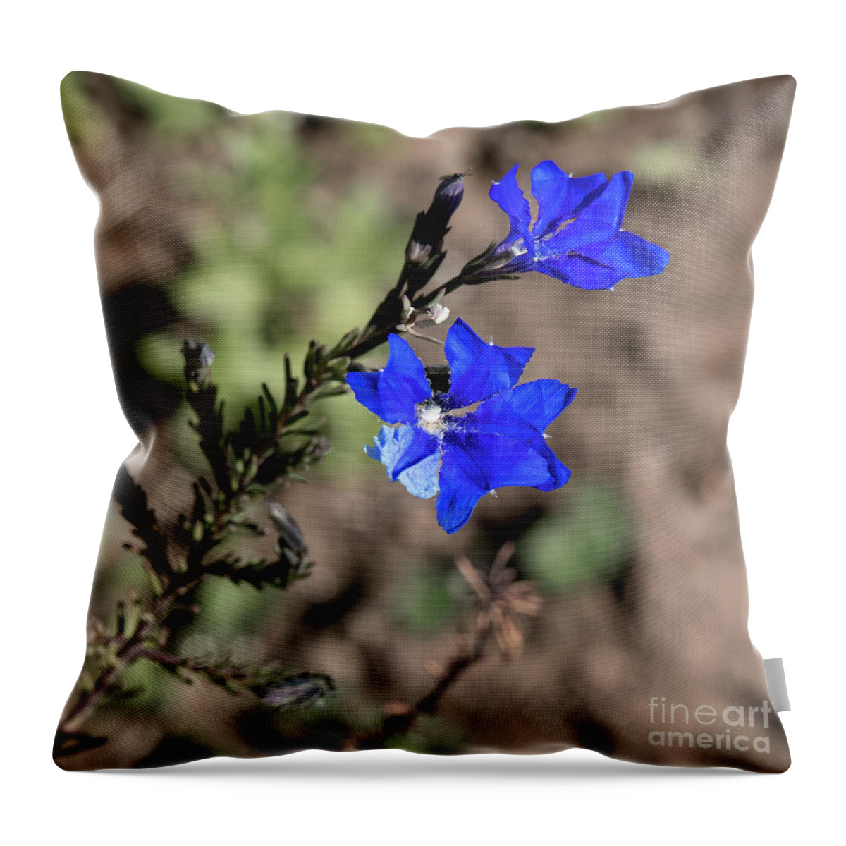 Blue Throw Pillow featuring the photograph Lechenaultia Biloba 5 by Elaine Teague