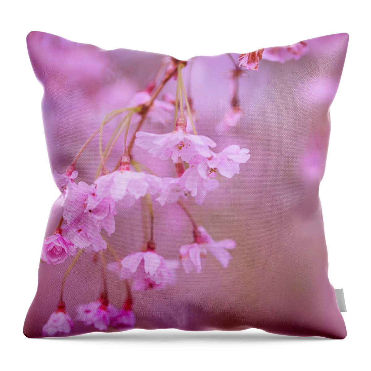 Cherry Blossoms Throw Pillow featuring the photograph Leftovers of spring by Kunal Mehra