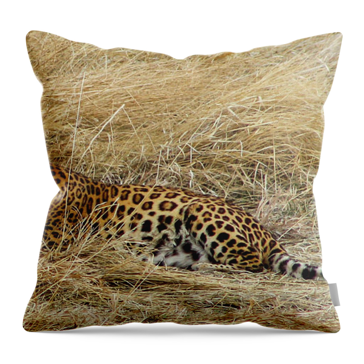 Leopard Throw Pillow featuring the photograph Leopard by Shirley Dutchkowski