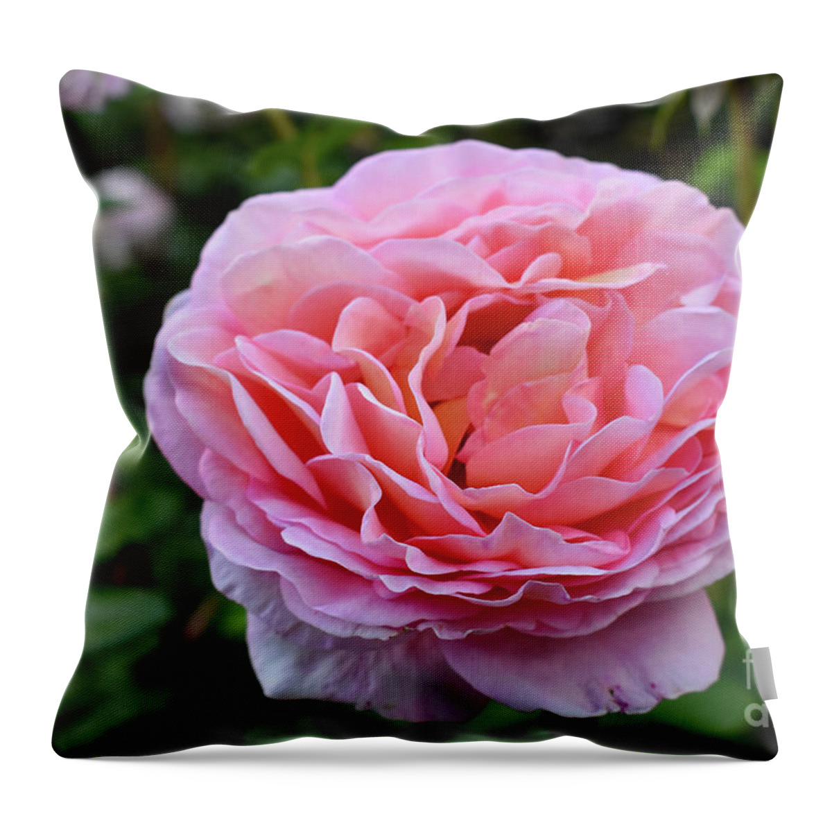 Nature Throw Pillow featuring the photograph Let me take you to Fields of Roses 001 by Leonida Arte