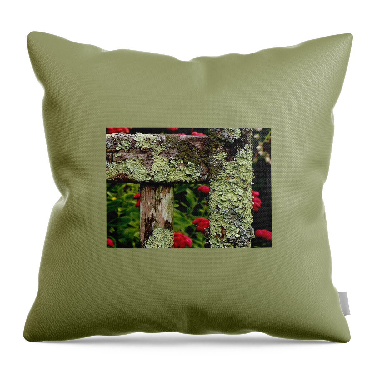 Lichen Throw Pillow featuring the photograph Keeping Company With Lichen by Alida M Haslett