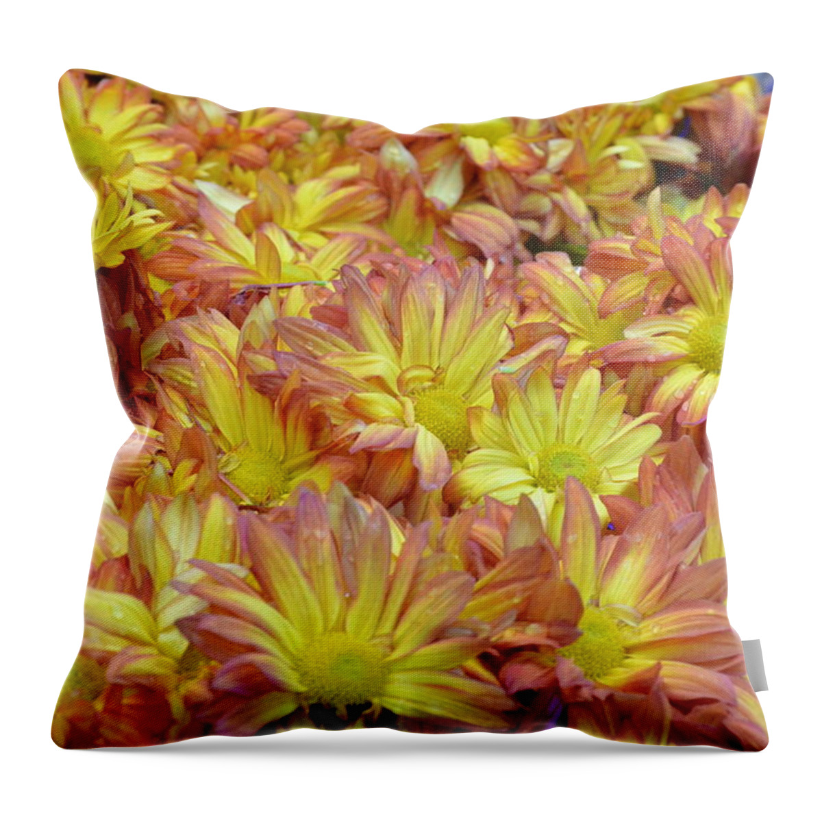 Daisy Throw Pillow featuring the photograph Light Pink and Yellow Daisies 2 by Amy Fose