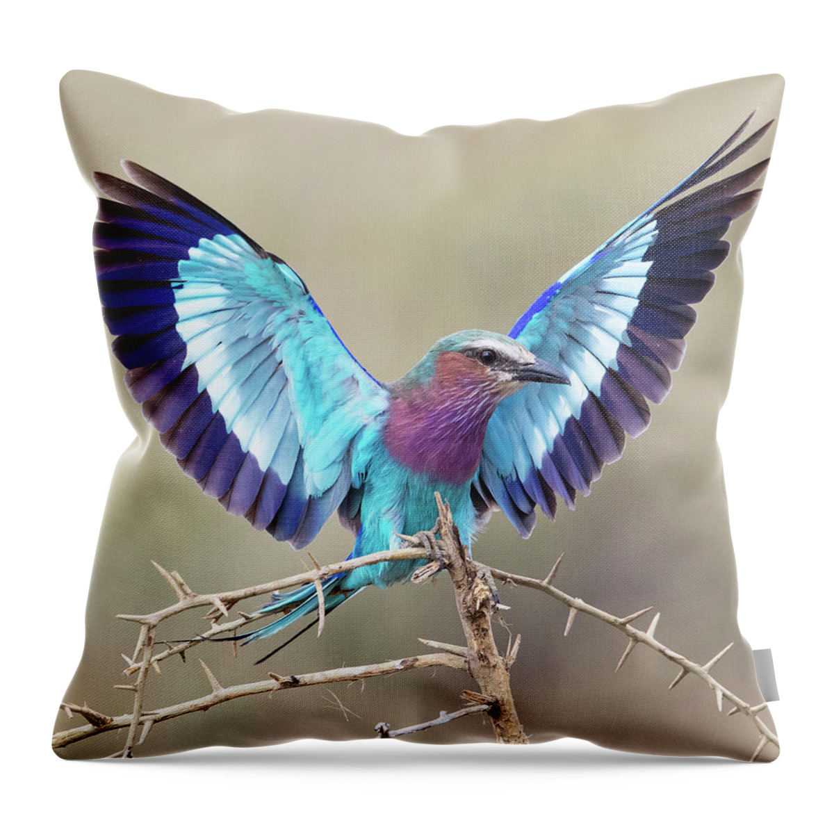 Lilac-breasted Roller Throw Pillow featuring the photograph Lilac-Breasted Roller by Max Waugh