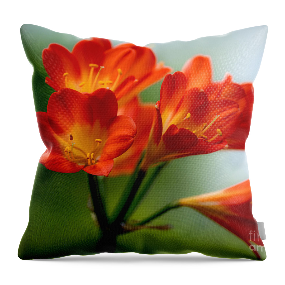 Lilium Throw Pillow featuring the photograph Lilium composition by The P