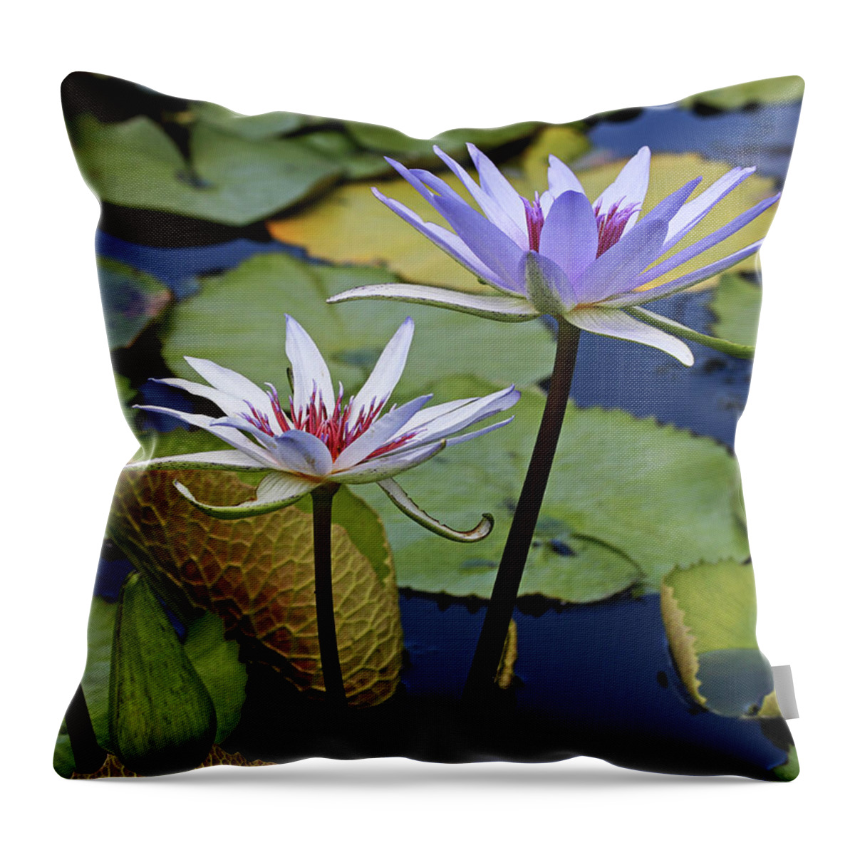 Water Lily Throw Pillow featuring the photograph Lily Trio by Judy Vincent