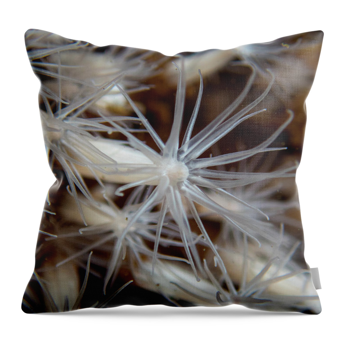 Underwater Throw Pillow featuring the photograph Lined anemones in a group by Brian Weber