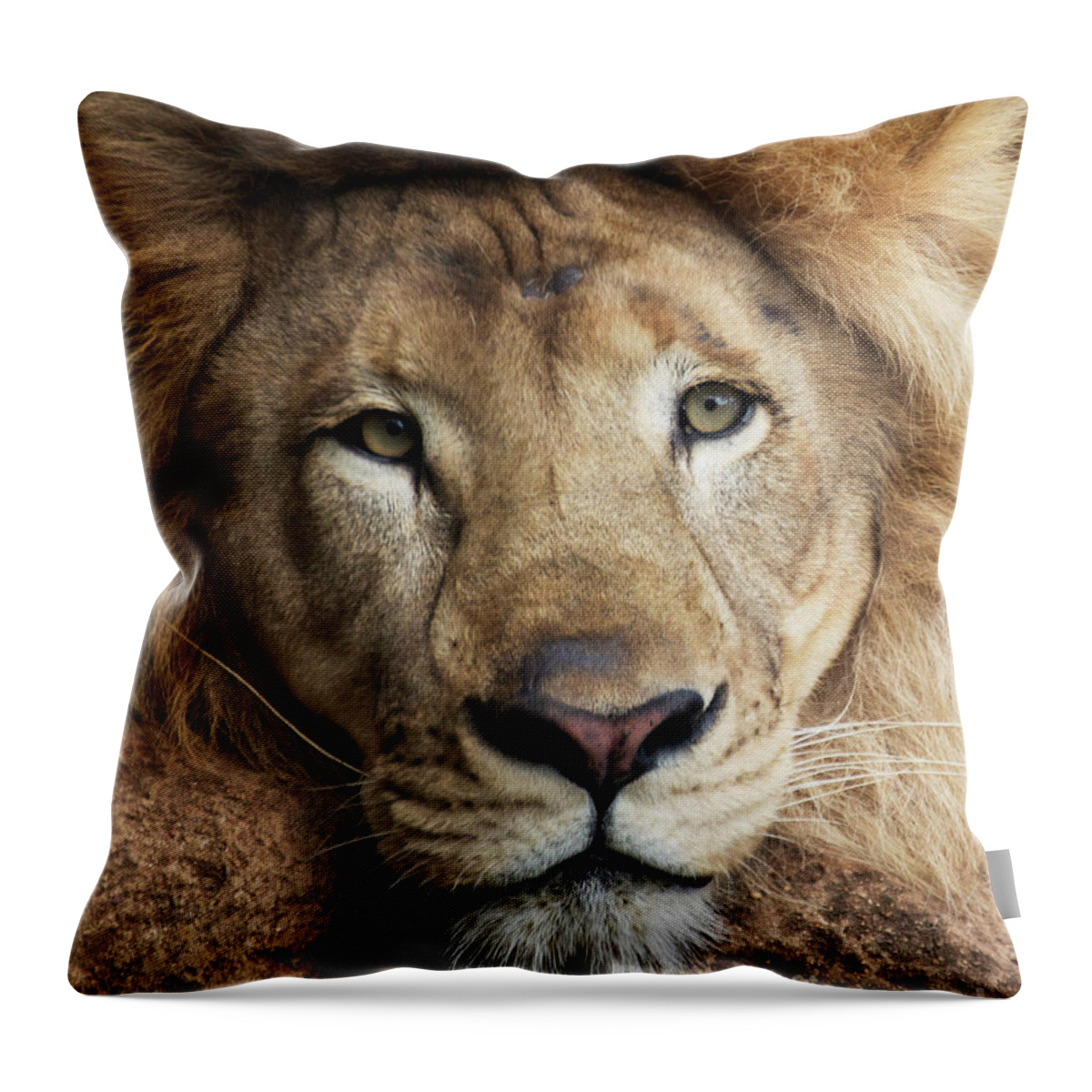 Lion Throw Pillow featuring the photograph Lion close up by Sheila Smart