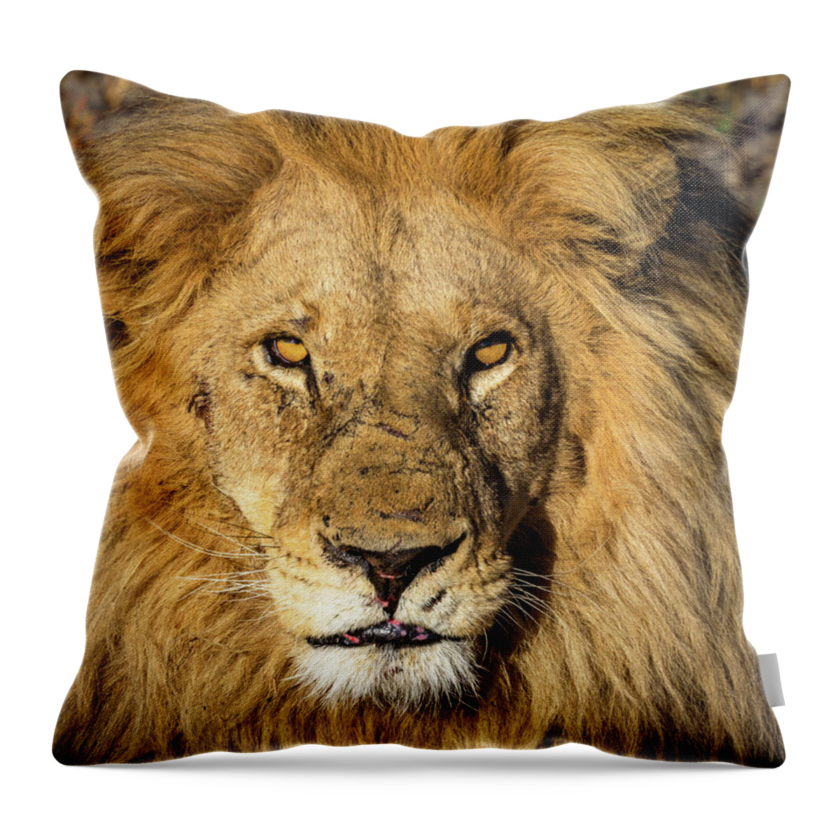 Lion Throw Pillow featuring the photograph Lion King by Elvira Peretsman