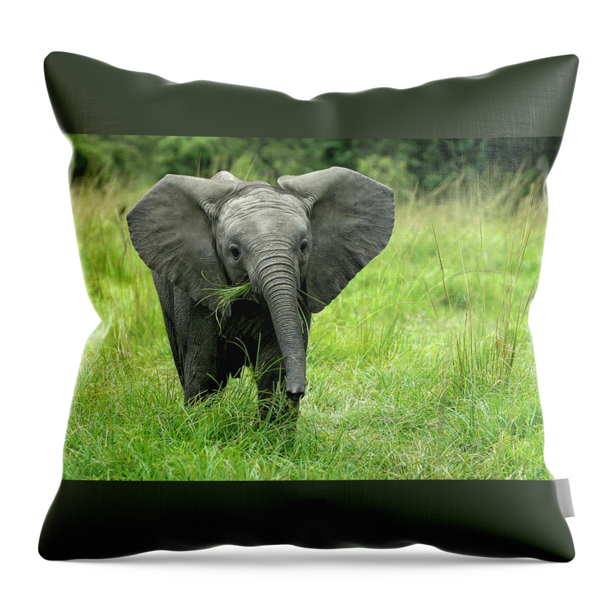 Elephant Throw Pillow featuring the photograph Little D by Steve Templeton