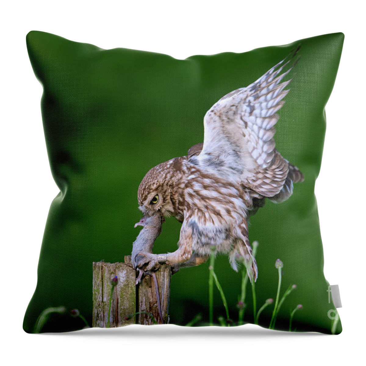 Little Owl Throw Pillow featuring the photograph Little Owl Landing with Mouse on Post by Arterra Picture Library
