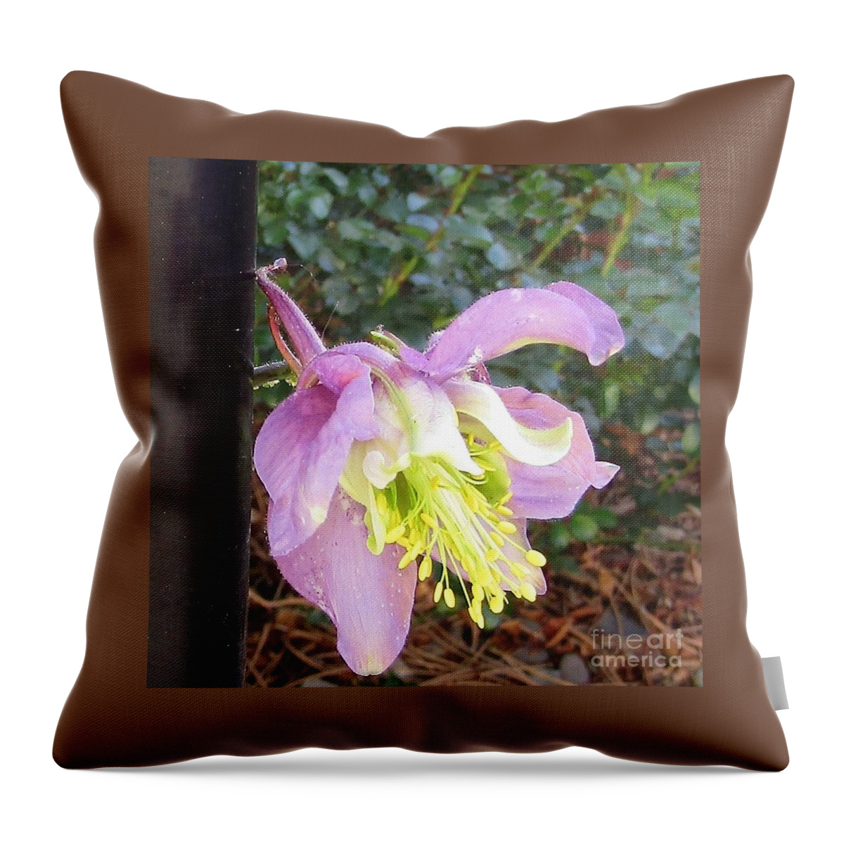 A Little Raggety Ann Flower Throw Pillow featuring the photograph Little Peek-a-Boo Flower by Phyllis Kaltenbach
