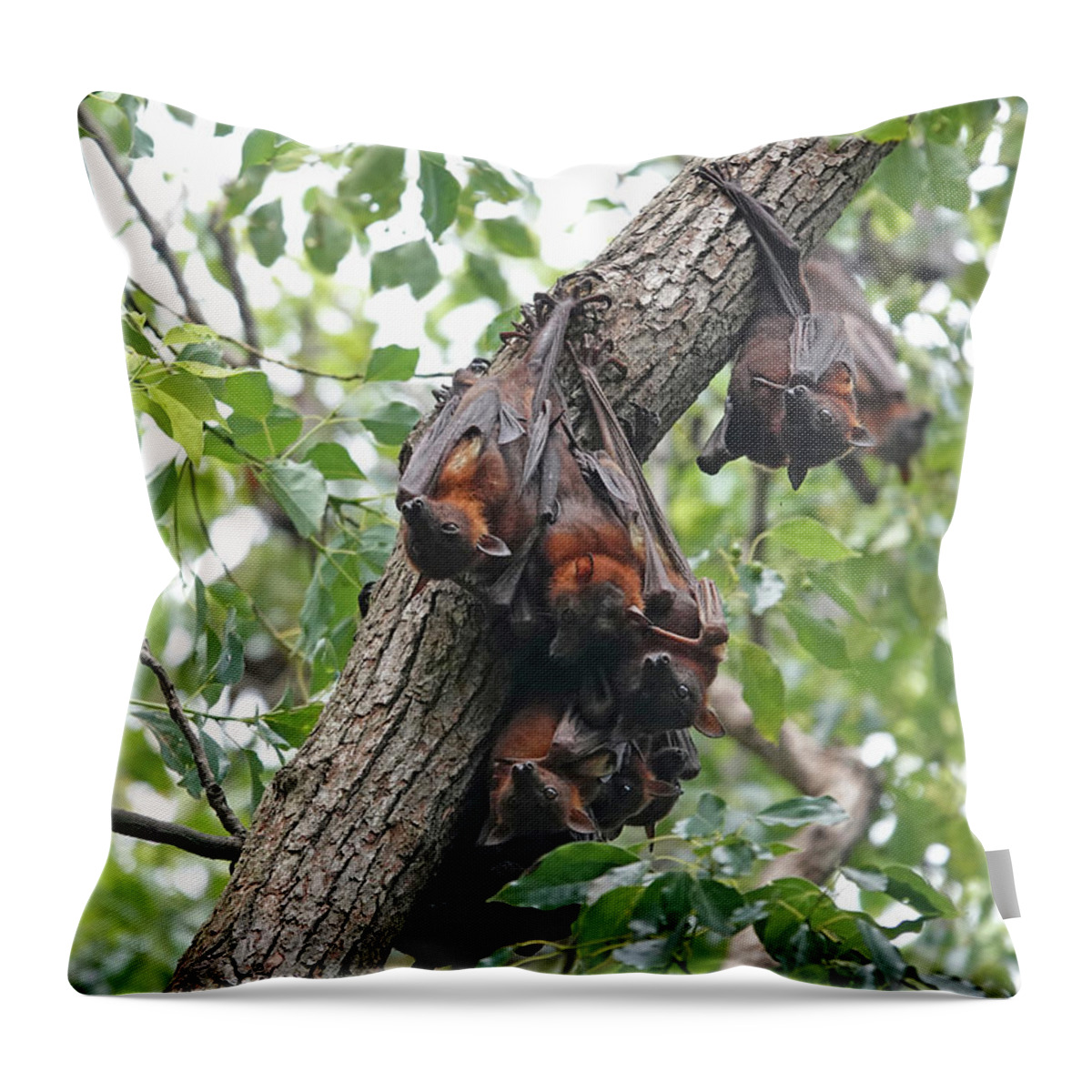 Animals Throw Pillow featuring the photograph Little Red Flying Foxes by Maryse Jansen