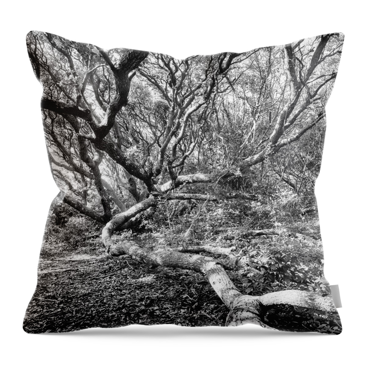 Live Oak Tree Throw Pillow featuring the photograph Live Oak in Fort Macon State Park by Bob Decker