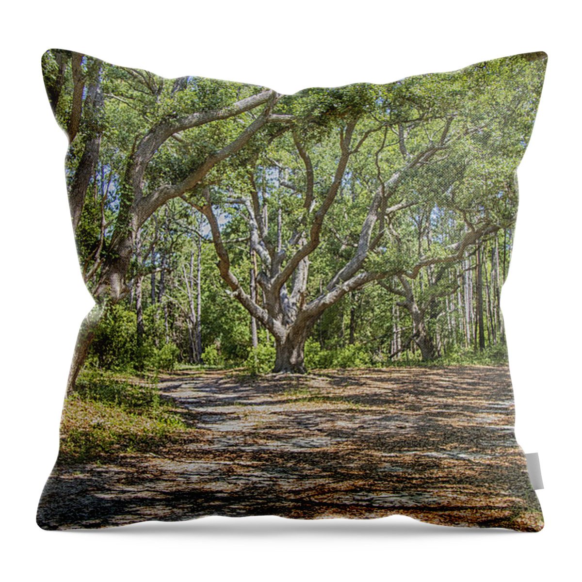 Live Oak Throw Pillow featuring the photograph Live Oak Trees at Hammocks Beach by Bob Decker