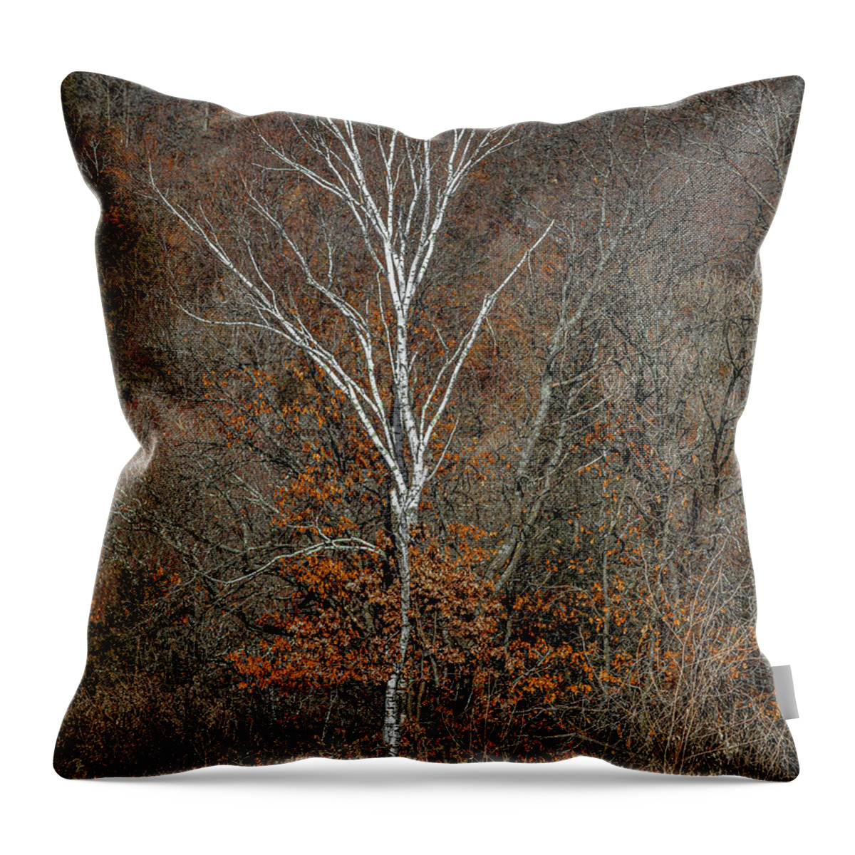 Nature Throw Pillow featuring the photograph Lone Birch by Kevin Argue