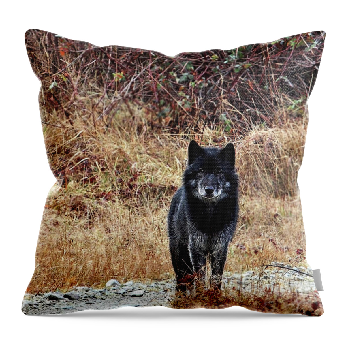 Wolf Throw Pillow featuring the photograph Lone Black Wolf by Peggy Collins