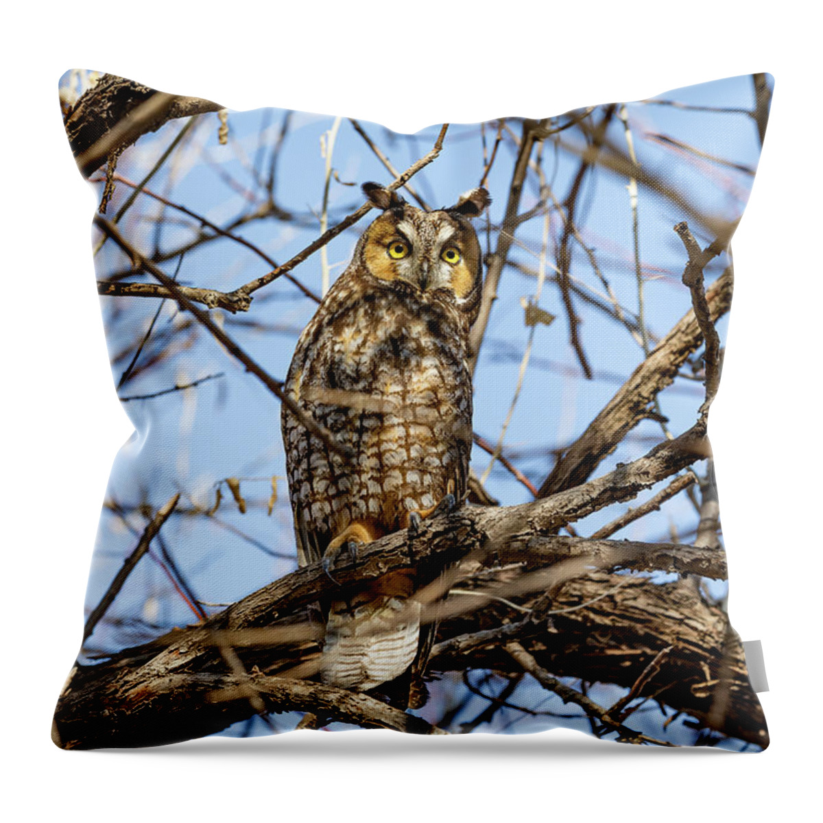 Owl Throw Pillow featuring the photograph Long Eared Owl in the Morning Sun by Tony Hake