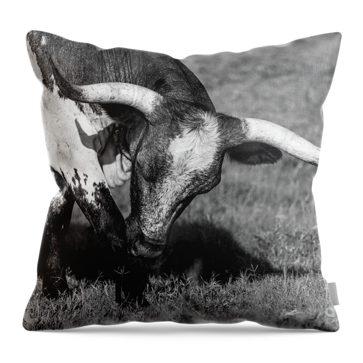  Throw Pillow featuring the photograph Longhorn by Vincent Bonafede