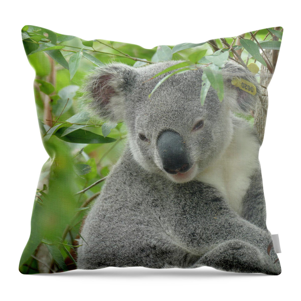Animals Throw Pillow featuring the photograph Look After Me Please by Maryse Jansen