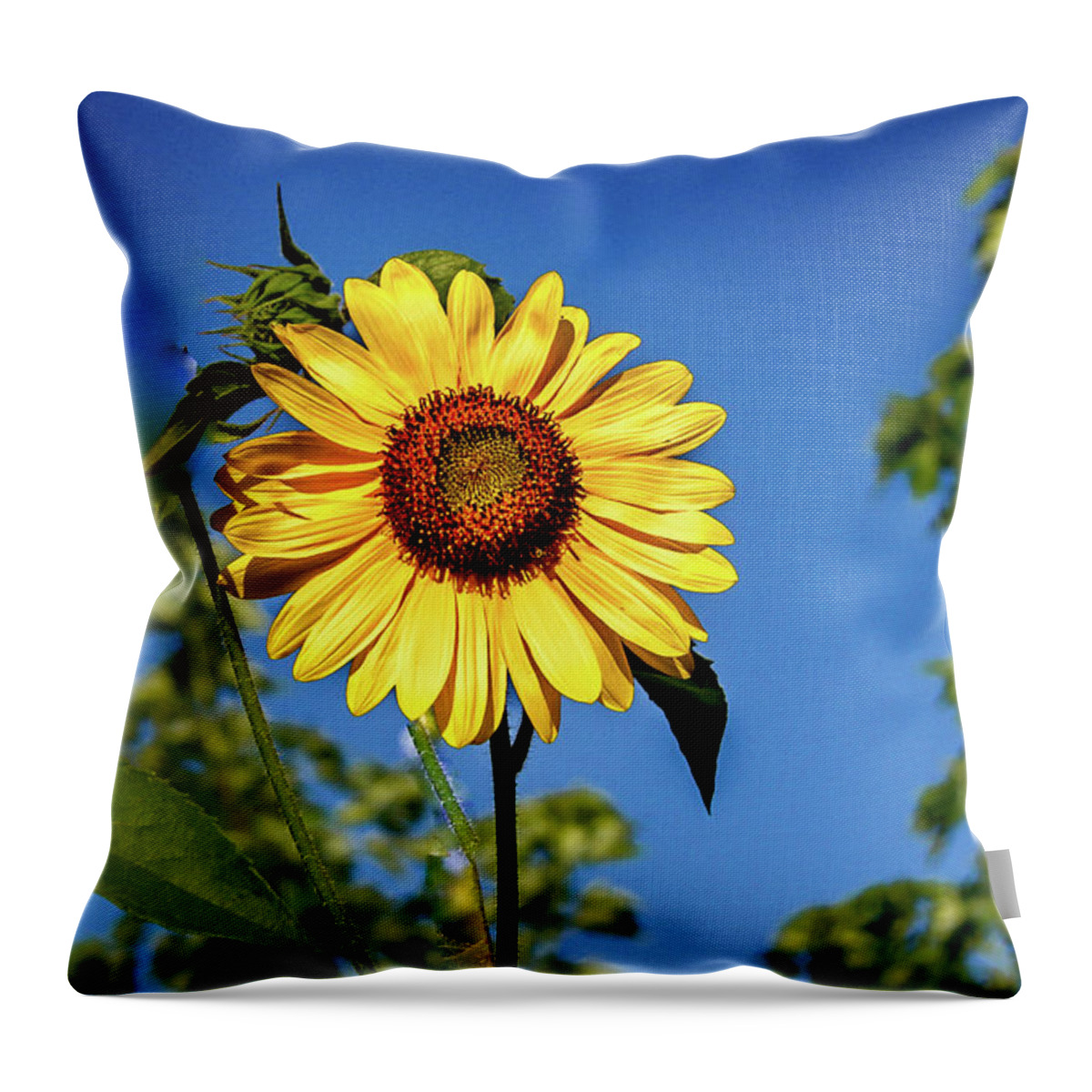 Sunflower Throw Pillow featuring the photograph Looking Up At A Sunflower by Robert Bales