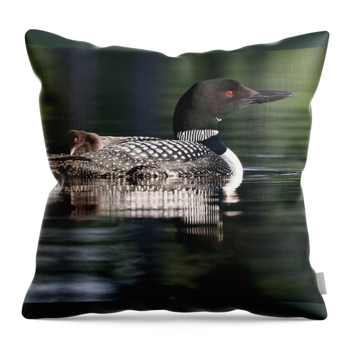 Common Loon Throw Pillow featuring the photograph Loon Piggy Back by Sandra Huston