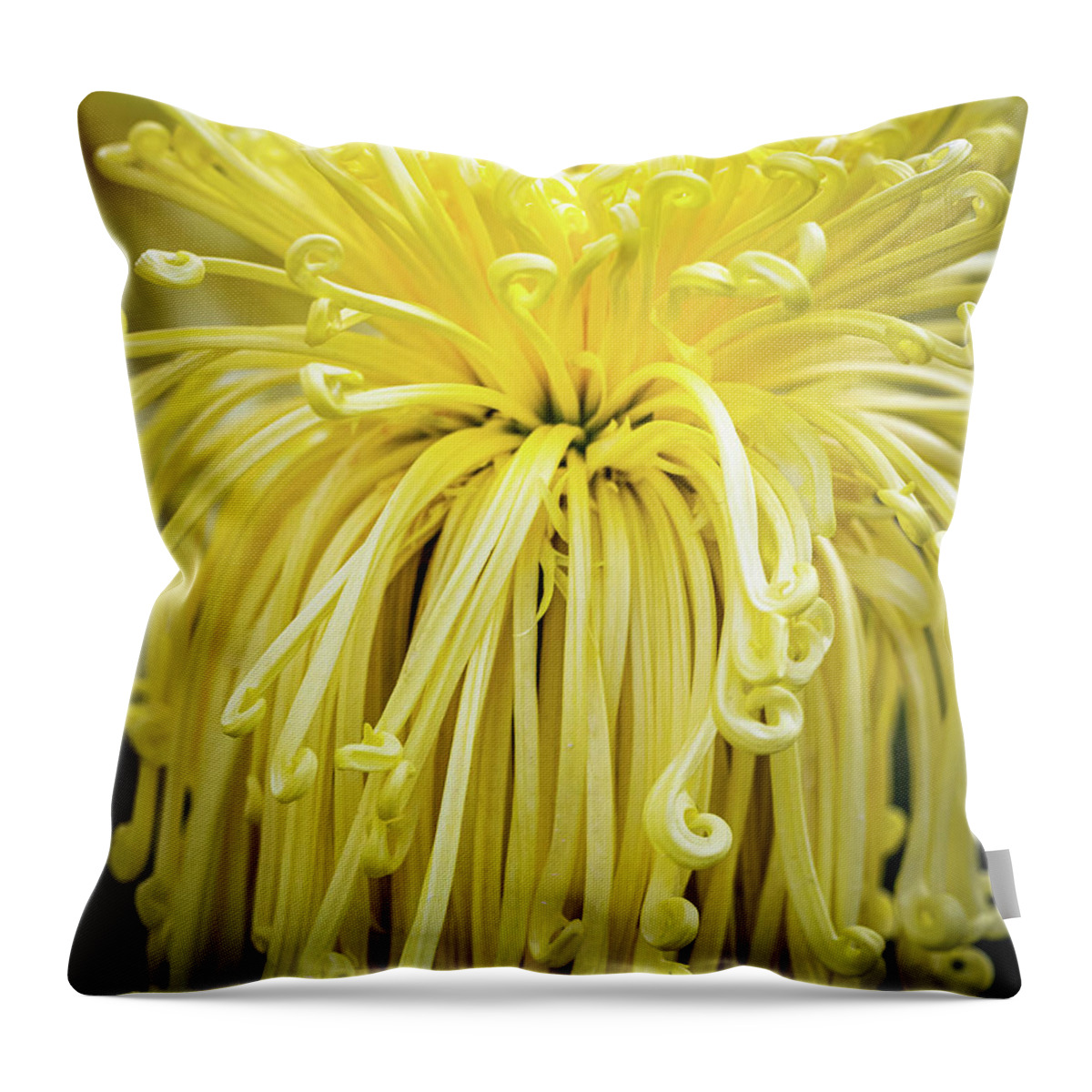 Chrysantemum Throw Pillow featuring the photograph Lovely Curls by Elvira Peretsman