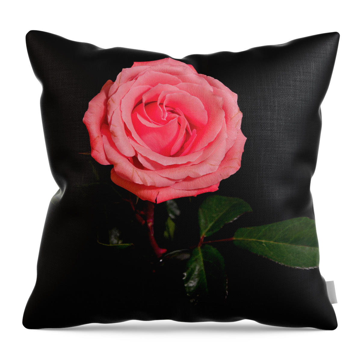 Rose Throw Pillow featuring the photograph Lovely Rose by John Roach