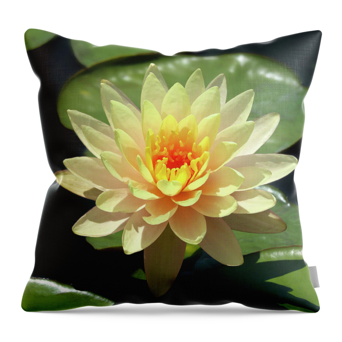 Water Lily Throw Pillow featuring the photograph Lovely Yellow Water Lily by D Lee