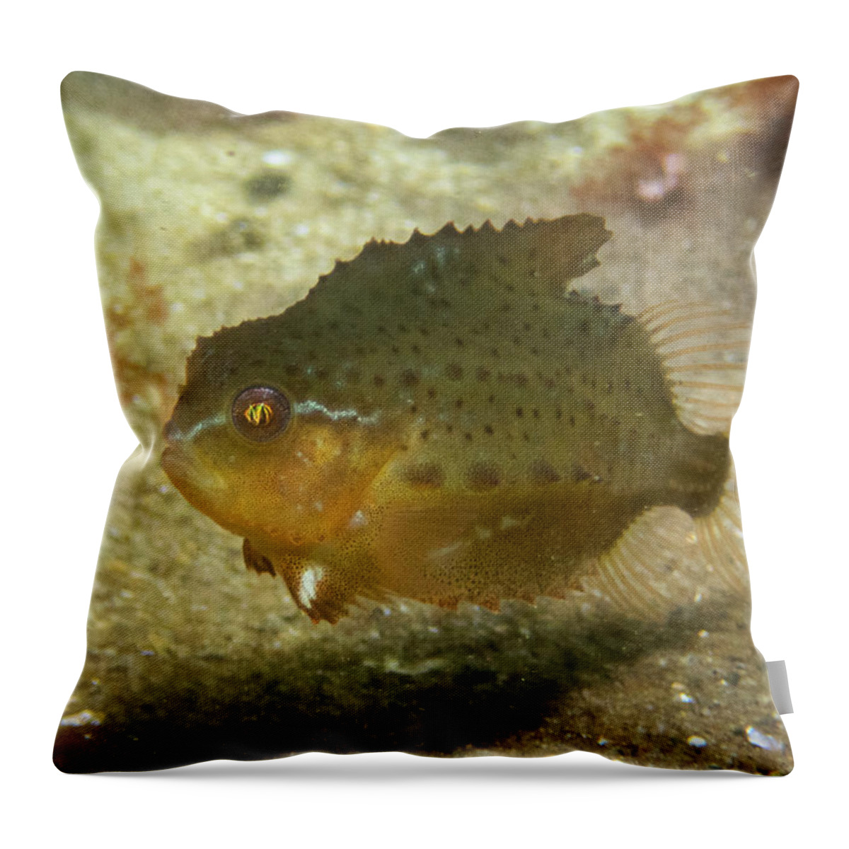 Lumpfish Throw Pillow featuring the photograph Lumpfish by Brian Weber