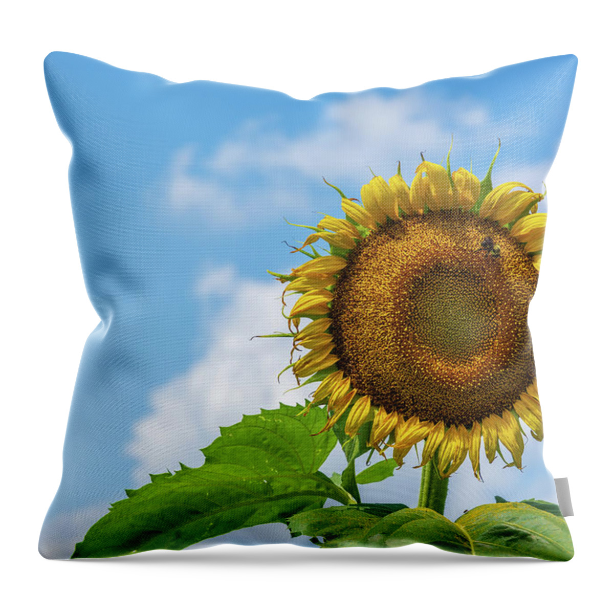 Afternoon Throw Pillow featuring the photograph Lunch for a Bee by Liz Albro