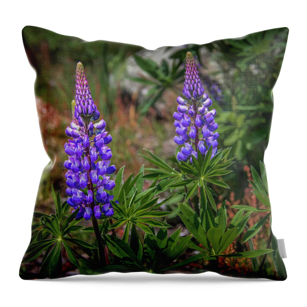 Boorhbay Harbor Throw Pillow featuring the photograph Lupine by Guy Whiteley