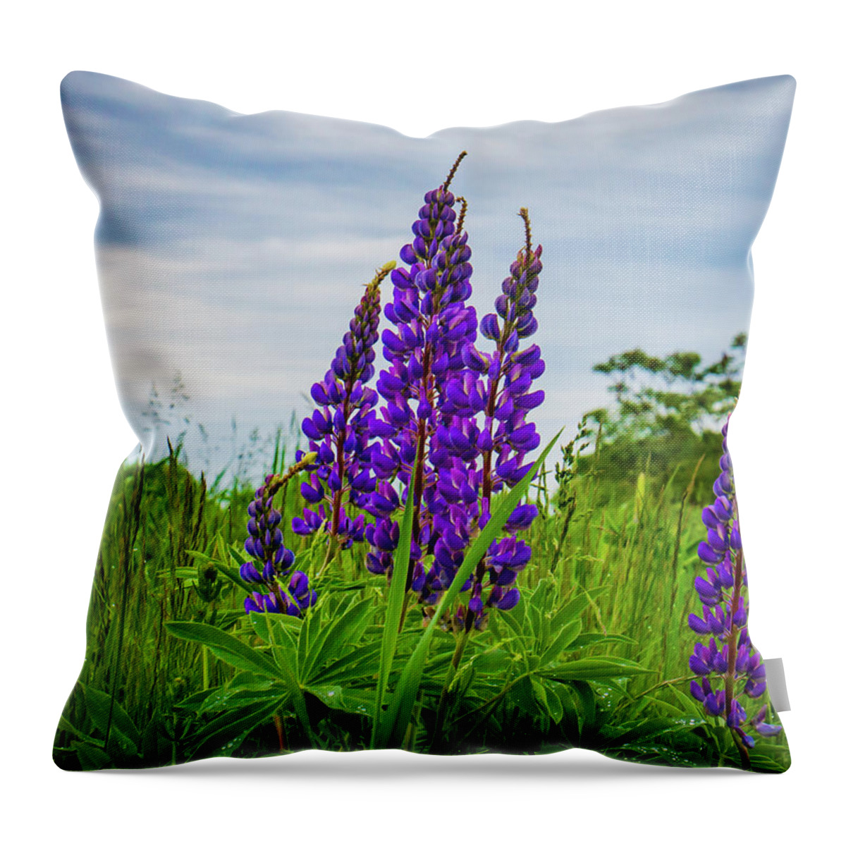 Lupine Throw Pillow featuring the photograph Lupines In Bloom by Ann Moore