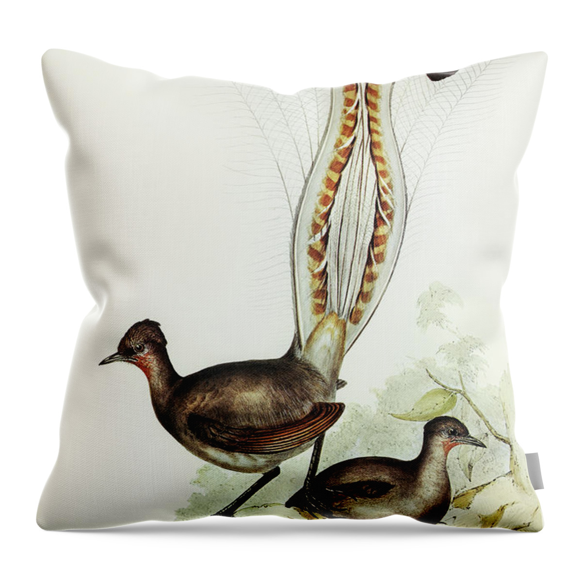 Lyre Bird Throw Pillow featuring the drawing Lyre Bird, Menura superba by John Gould