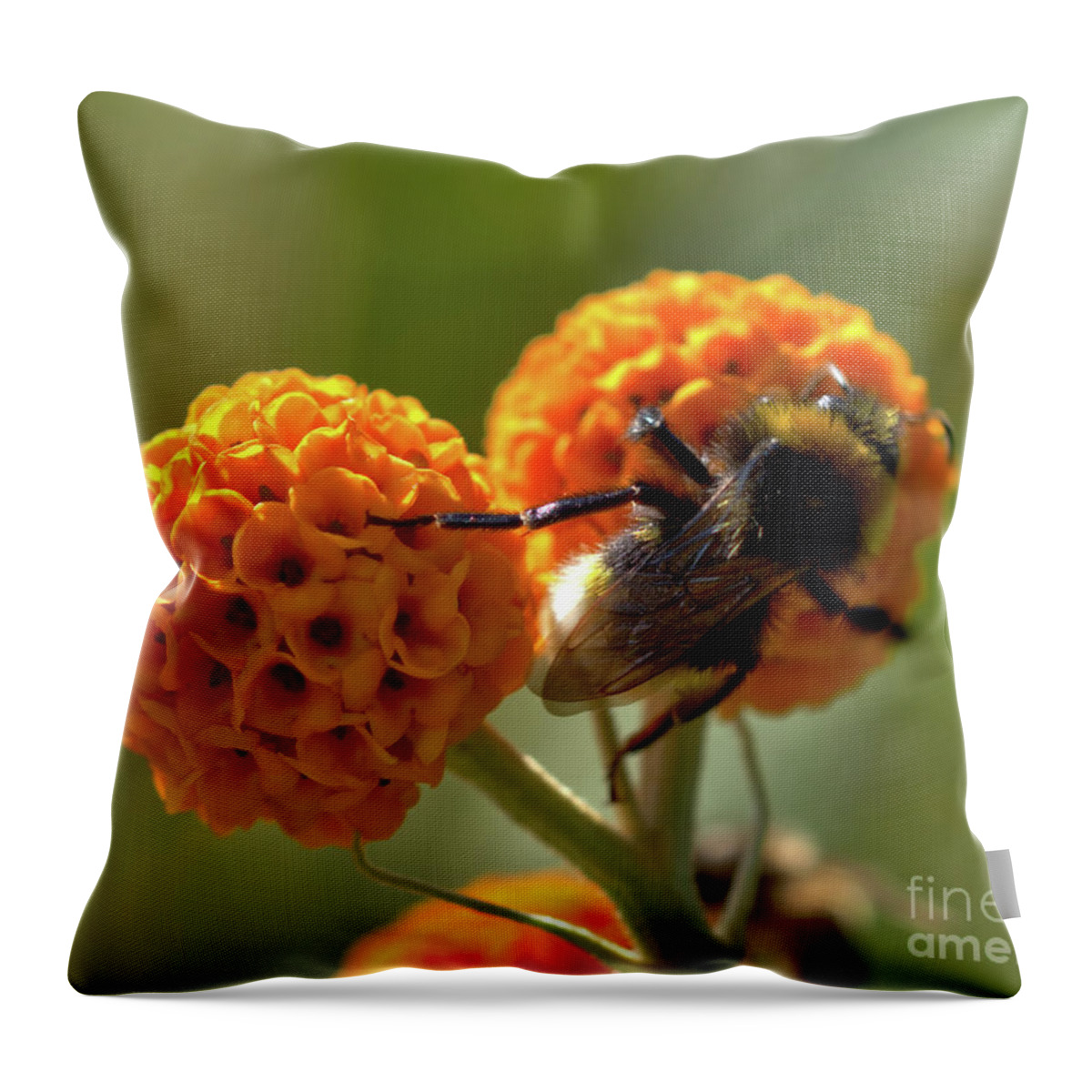 Nature Throw Pillow featuring the photograph Macro Bee Feeding on Bloom by Stephen Melia
