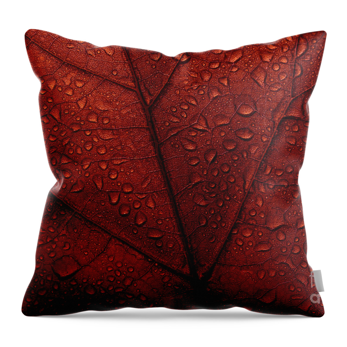 Autumn Throw Pillow featuring the photograph Macro photo of red fall leaf with raindrops. by Jelena Jovanovic