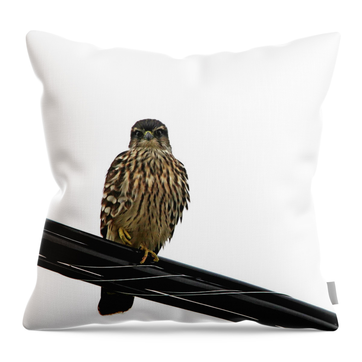 Merlin Throw Pillow featuring the photograph Magical Merlin by Debbie Oppermann