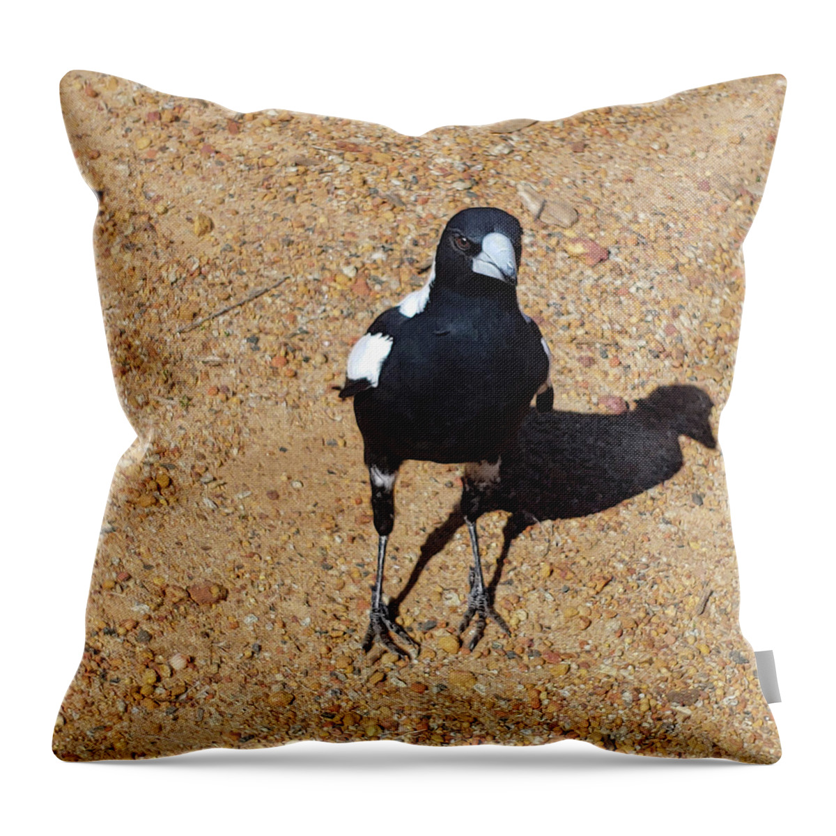 Bird Throw Pillow featuring the photograph Magpie stare by Christy Garavetto