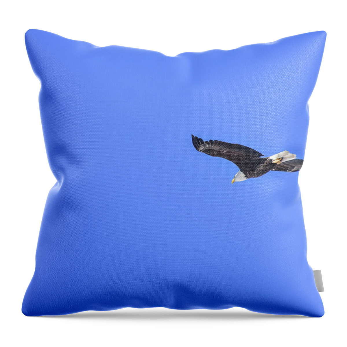 Bird Throw Pillow featuring the photograph Majestic flight by Ed Stokes