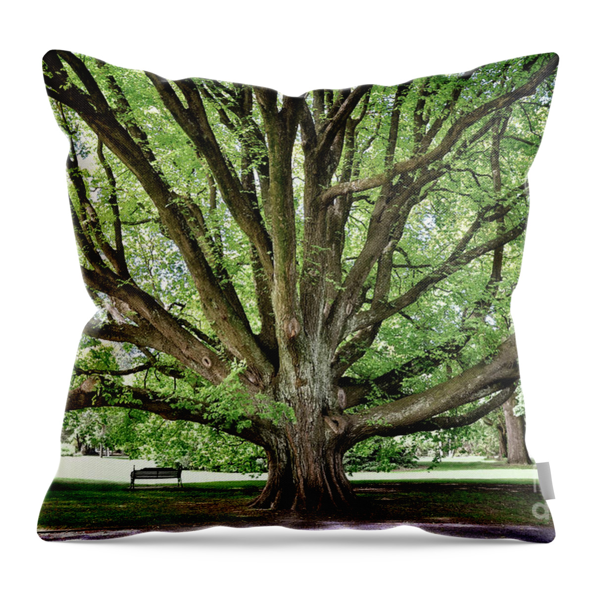 Tree Throw Pillow featuring the photograph Majestic tree in Christchurch botanic gardens by Delphimages Photo Creations
