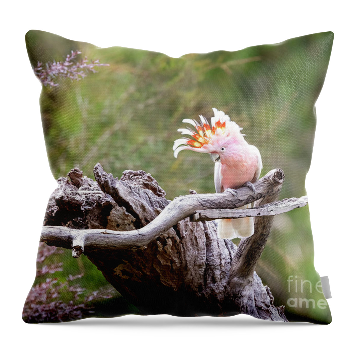 Australia Throw Pillow featuring the photograph Major Mitchell cockatoo, otherwise known as the Leadbeater or pink cockatoo, perched on a dead tree. This species is threatened in the wild. Victoria, Australia by Jane Rix