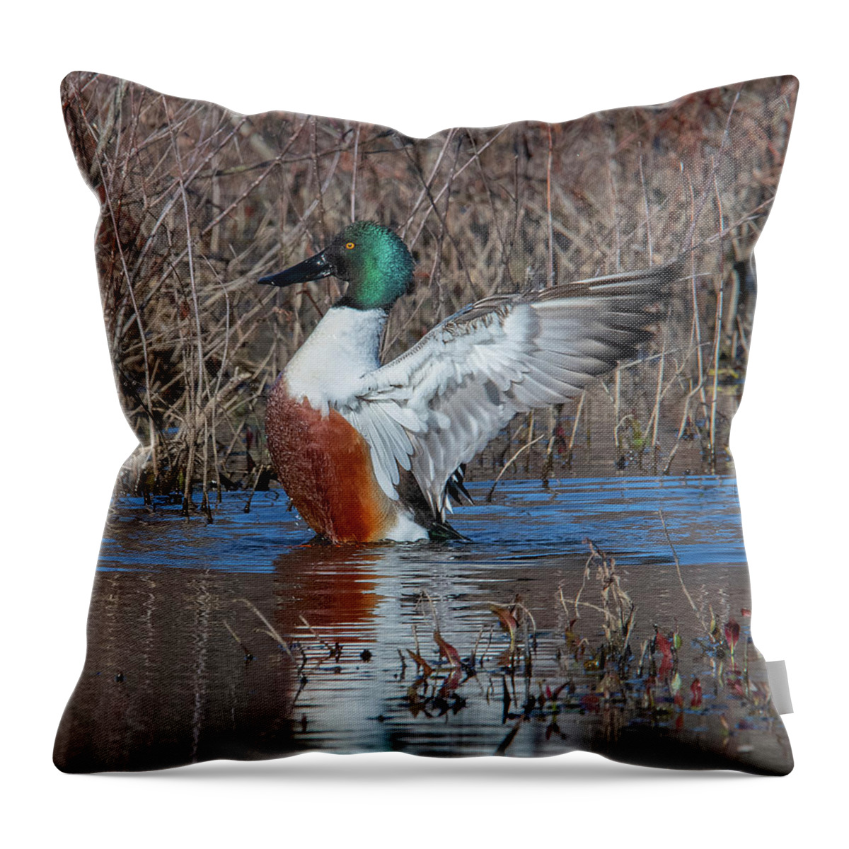 Nature Throw Pillow featuring the photograph Male Northern Shoveler Drying off after Bathing DWF0235 by Gerry Gantt