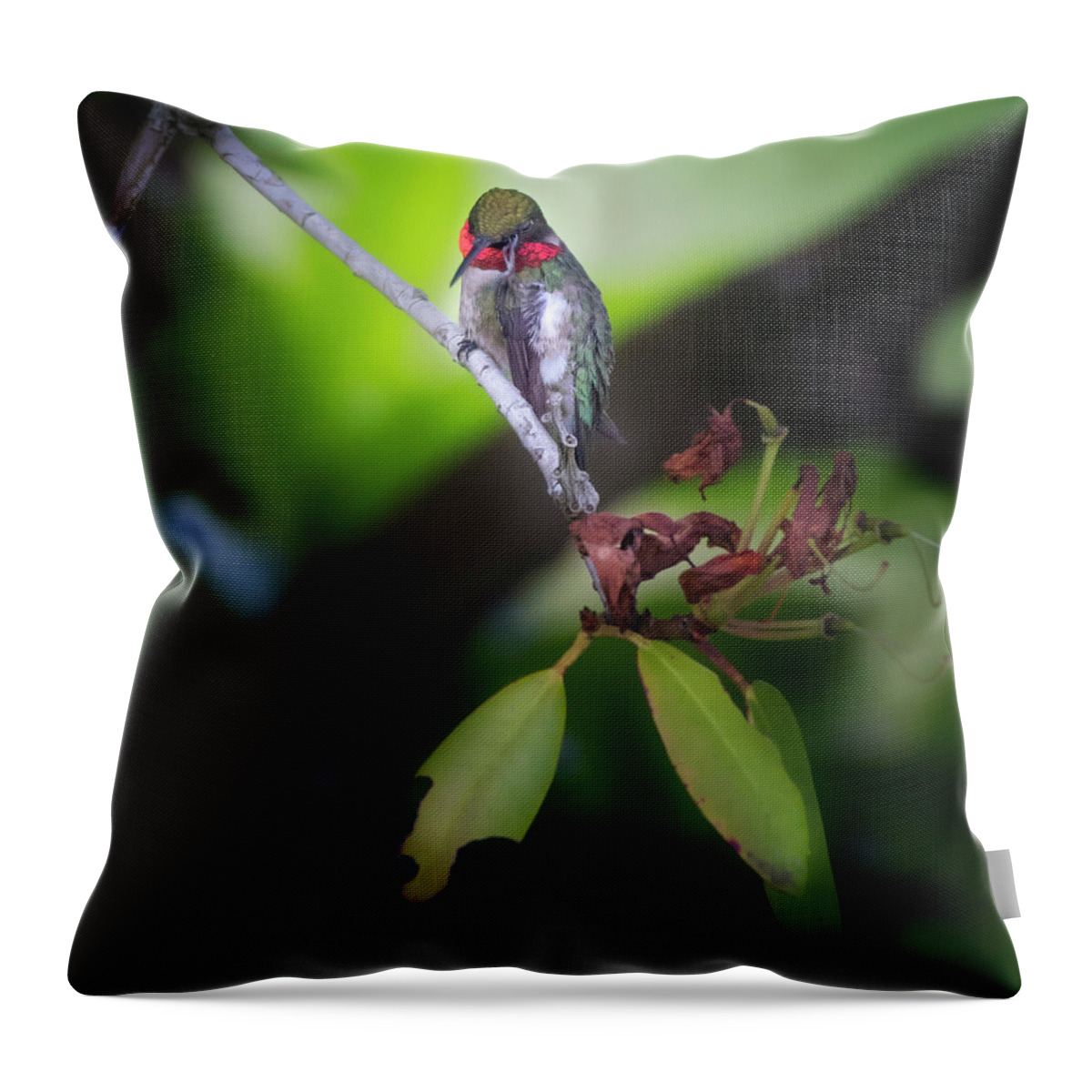 Square Throw Pillow featuring the photograph Male Ruby Throated Hummingbird by Bill Wakeley