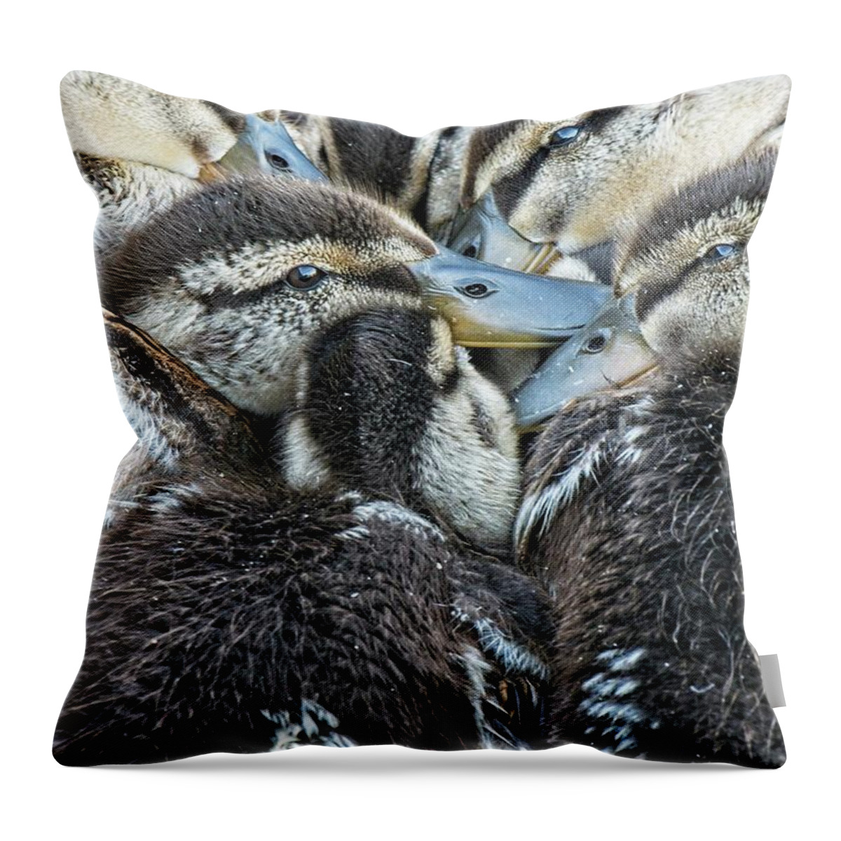 Bird Throw Pillow featuring the photograph Mallard Ducklings, Madison, Wisconsin by Steven Ralser