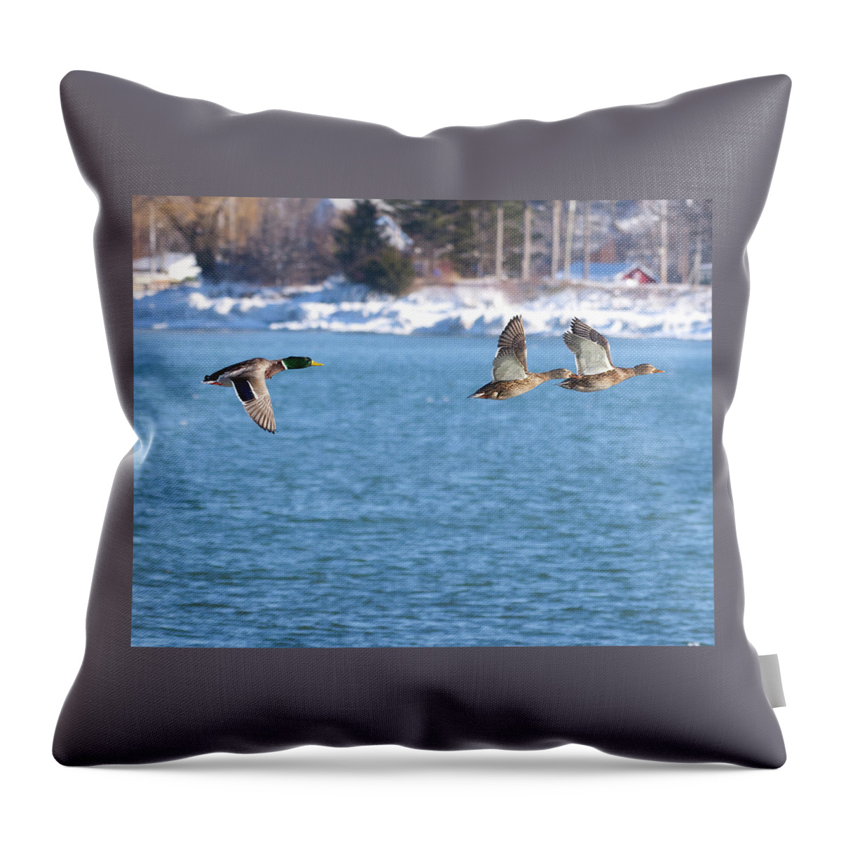 Ducks Throw Pillow featuring the photograph Mallards in Flight by Flinn Hackett