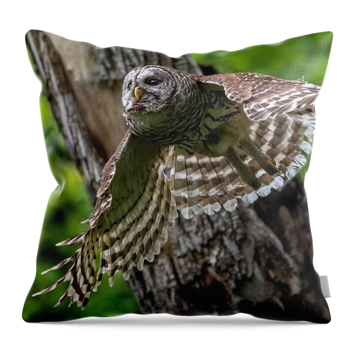 Mama Barred Owl Throw Pillow featuring the photograph Mama Barred Owl at Full Speed by Puttaswamy Ravishankar