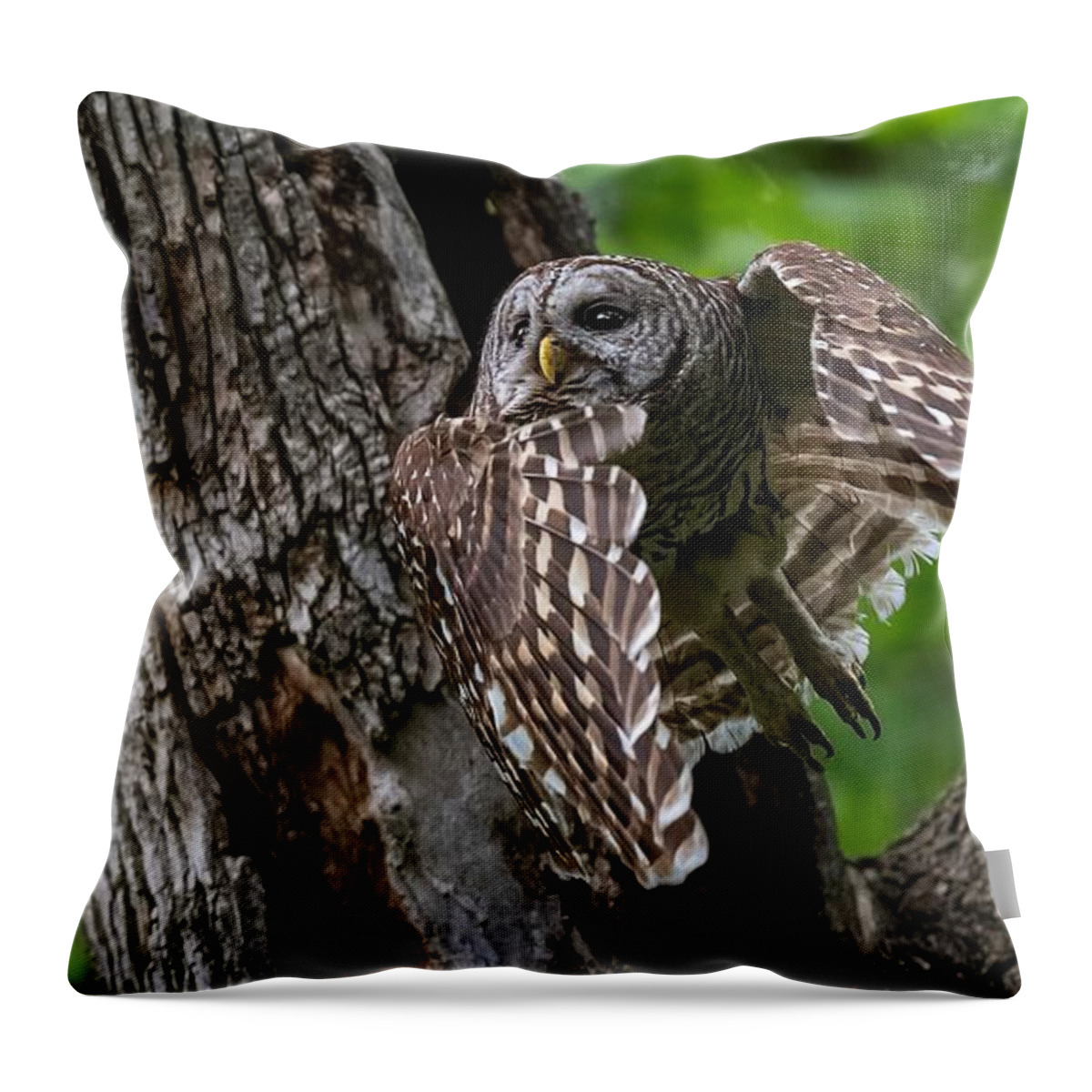 Mama Barred Owl Throw Pillow featuring the photograph Mama Barred Owl Hunting Face by Puttaswamy Ravishankar